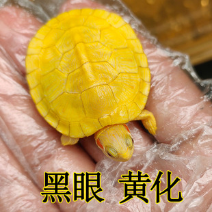 好养变异高黄化闪电纹悖论巴西龟苗深水鱼缸混养宠物小乌龟活体