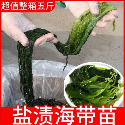 盐渍海带苗特产火锅专用海带苗新鲜凉拌煲汤海带嫩苗商用家用