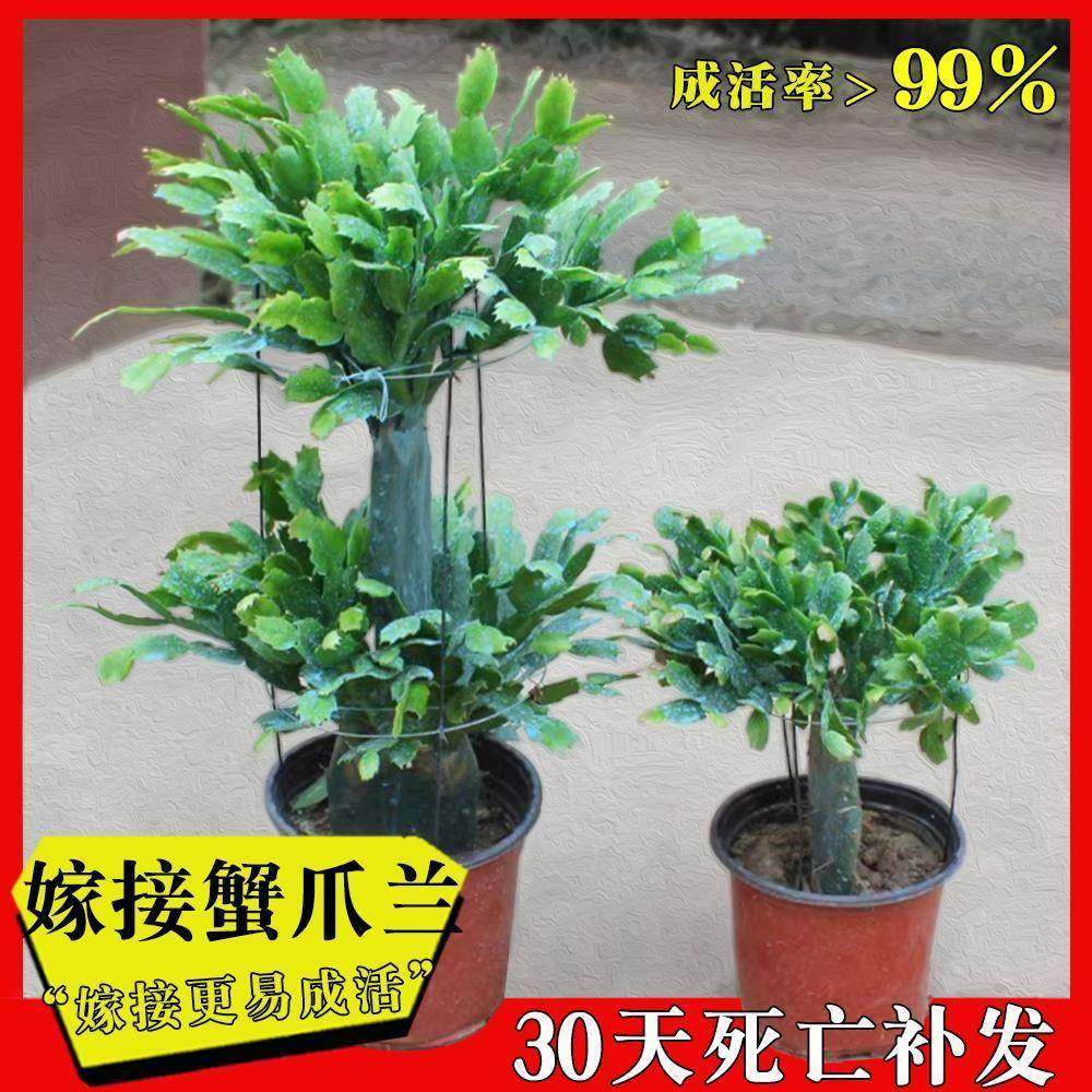 嫁接蟹爪兰盆栽带花苞双层三层仙多肉植物