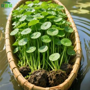 铜钱草金钱草水培植物办公室桌面水养绿植室内四季 常青花卉盆栽