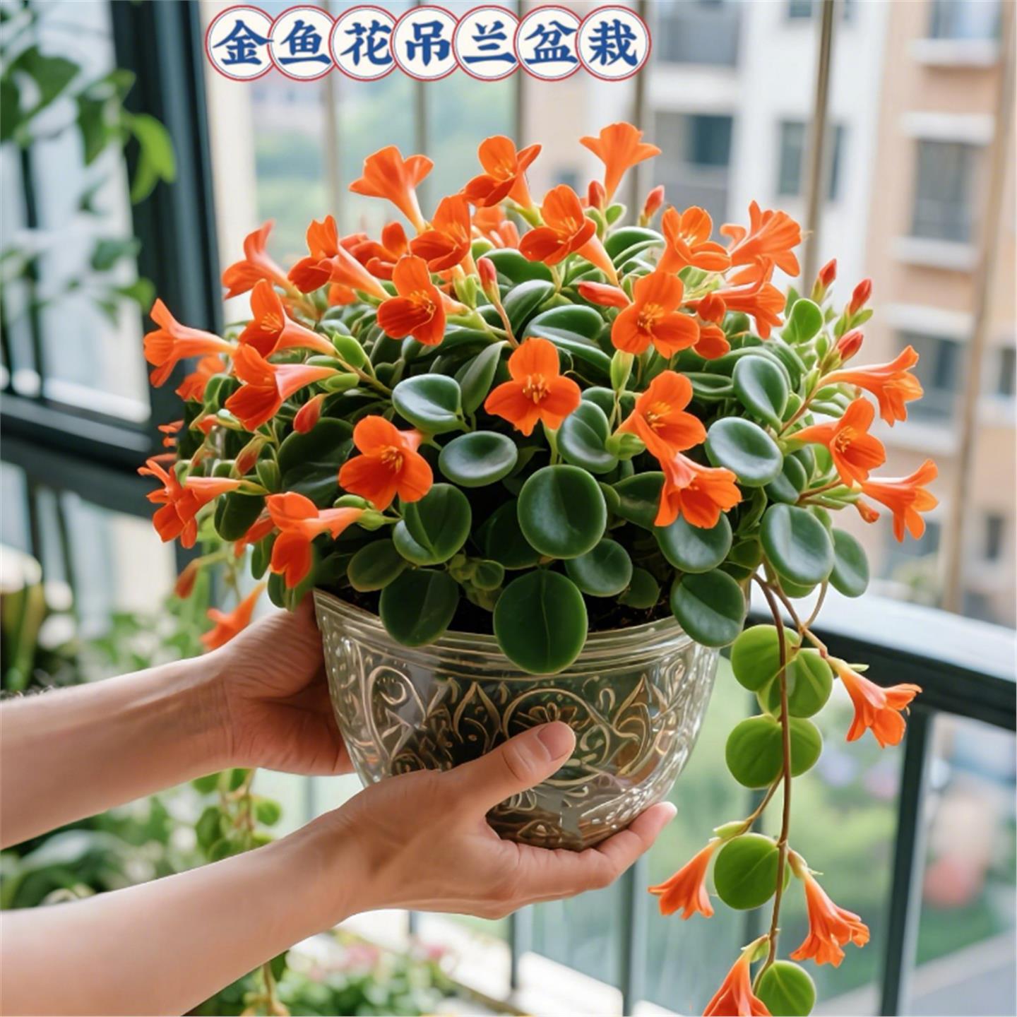 金鱼吊兰盆栽夏季观花植物金鱼花室内客厅观花植物豆瓣绿夏季常青