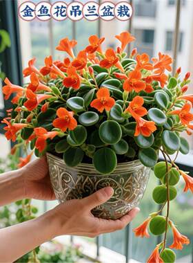 金鱼吊兰盆栽夏季观花植物金鱼花室内客厅观花植物豆瓣绿夏季常青