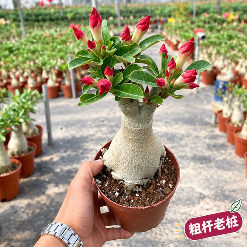 沙漠玫瑰香水盆栽重瓣带花苞5年老桩四季好养室内阳台绿植盆景