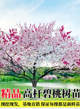 庭院观赏桃花红叶碧桃树苗紫叶碧桃苗工程绿化苗紫叶桃别墅风景树