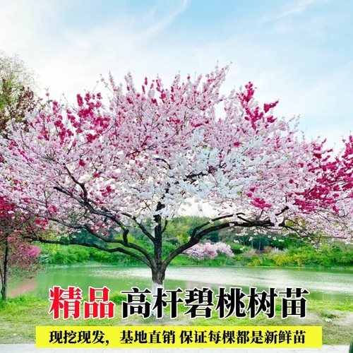 庭院观赏桃花红叶碧桃树苗紫叶碧桃苗工程绿化苗紫叶桃别墅风景树