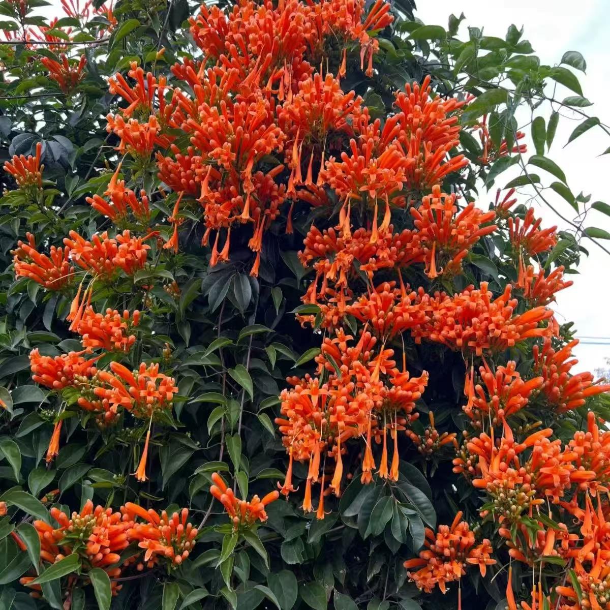 耐寒耐热炮仗花爬藤植物阳台庭院室内外花卉盆栽花苗油麻藤树苗花