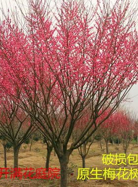 红梅花树苗原生红梅树苗南方北方种植室外庭院地栽梅花盆栽梅花苗