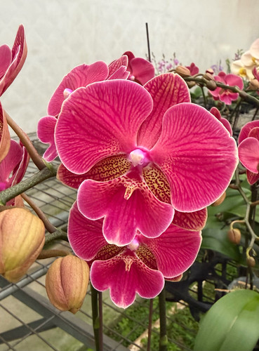 兰心苑花木兰蝴蝶兰2.8寸开花株室内花卉盆栽植物顺丰包邮