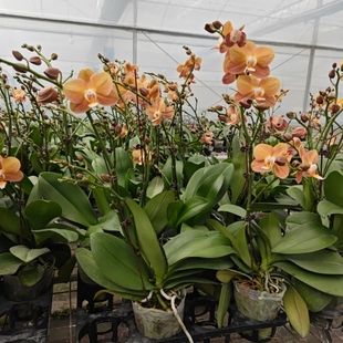 安祖蝴蝶兰【摩纳哥】复古咖啡色会变色株型紧凑低调高级