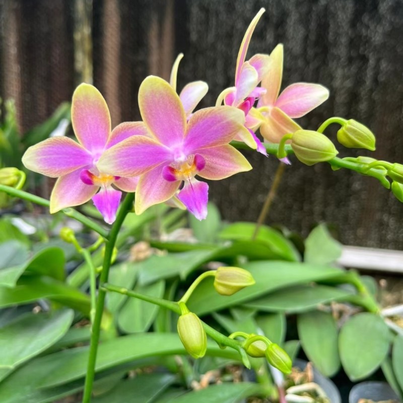兰心苑金树一代3.0寸开花株蝴蝶兰花卉盆栽室内植物好养易活