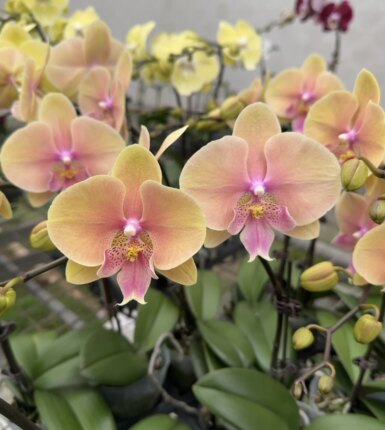 兰心苑508蜜桃大舌头蝴蝶兰好养耐开 会变色 室内花卉盆栽植物