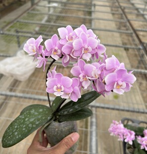 兰心苑樱兰4.5寸花剑苗带香蝴蝶兰小花型爆花丰花品种易长高芽