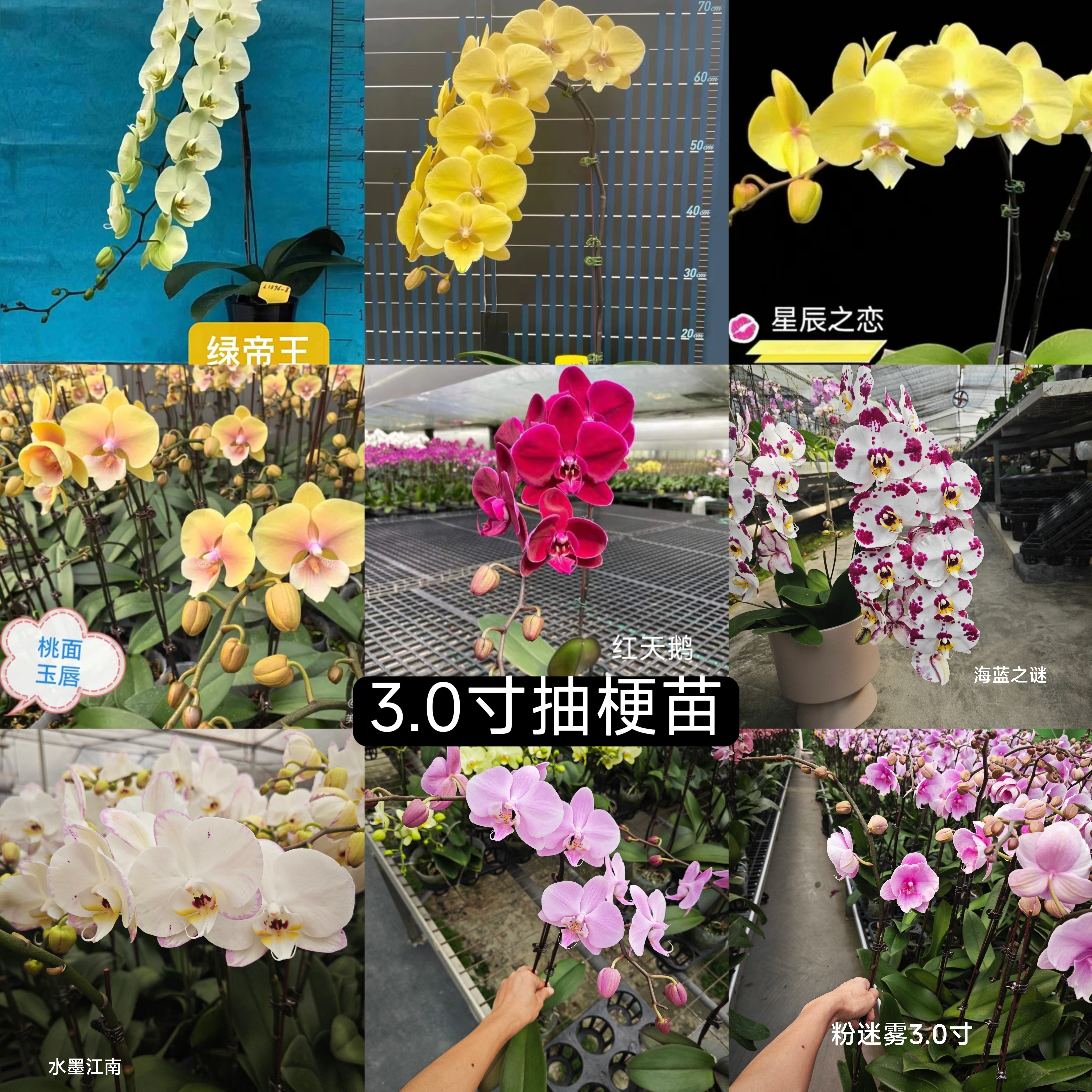 蝴蝶兰3.0寸红天鹅绿帝王桃面玉唇粉迷雾罗马曼塔安汶幻影抽梗苗