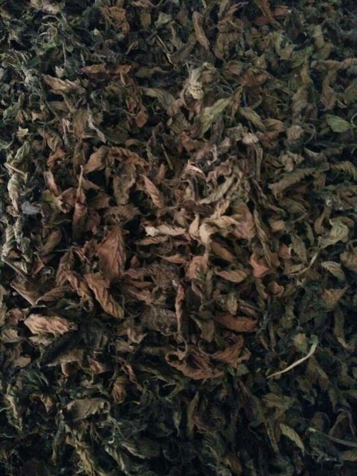 烧仙草叶凉粉草仙人草仙草叶仙人粄鲜草干草粿草青草糊买