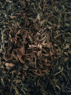 烧仙草叶凉粉草仙人草仙草叶仙人粄鲜草干草粿草青草糊买