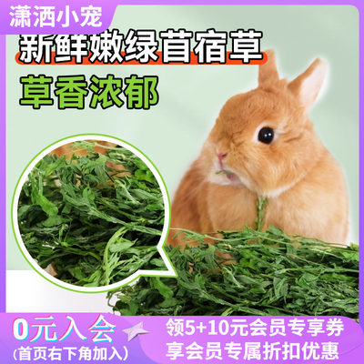 兔子新烘干紫花苜蓿草