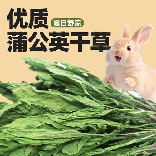 保健花草烘干蒲公英抗菌消炎利尿