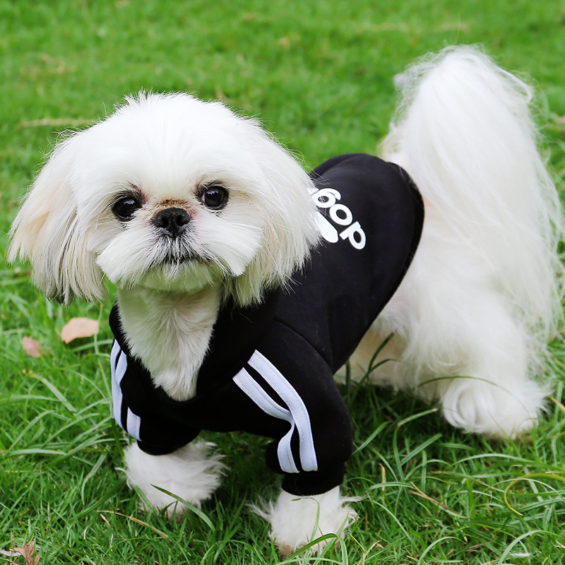 猫咪萌系博美小型幼犬比熊