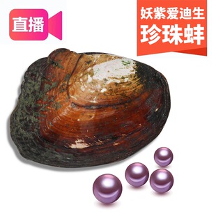 【高品质单珠蚌】直播开蚌取珍珠鲜活妖紫色河蚌天然珍珠裸珠diy