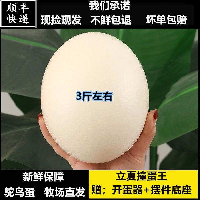新鲜鸵鸟蛋超大号现产驼鸟蛋新鲜食用鸸鹋立夏碰撞蛋礼品顺丰包邮