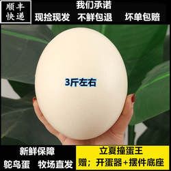 新鲜鸵鸟蛋超大号现产驼鸟蛋新鲜食用鸸鹋立夏碰撞蛋礼品顺丰包邮