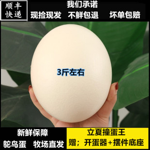 新鲜鸵鸟蛋超大号现产驼鸟蛋新鲜食用鸸鹋立夏碰撞蛋礼品顺丰包邮