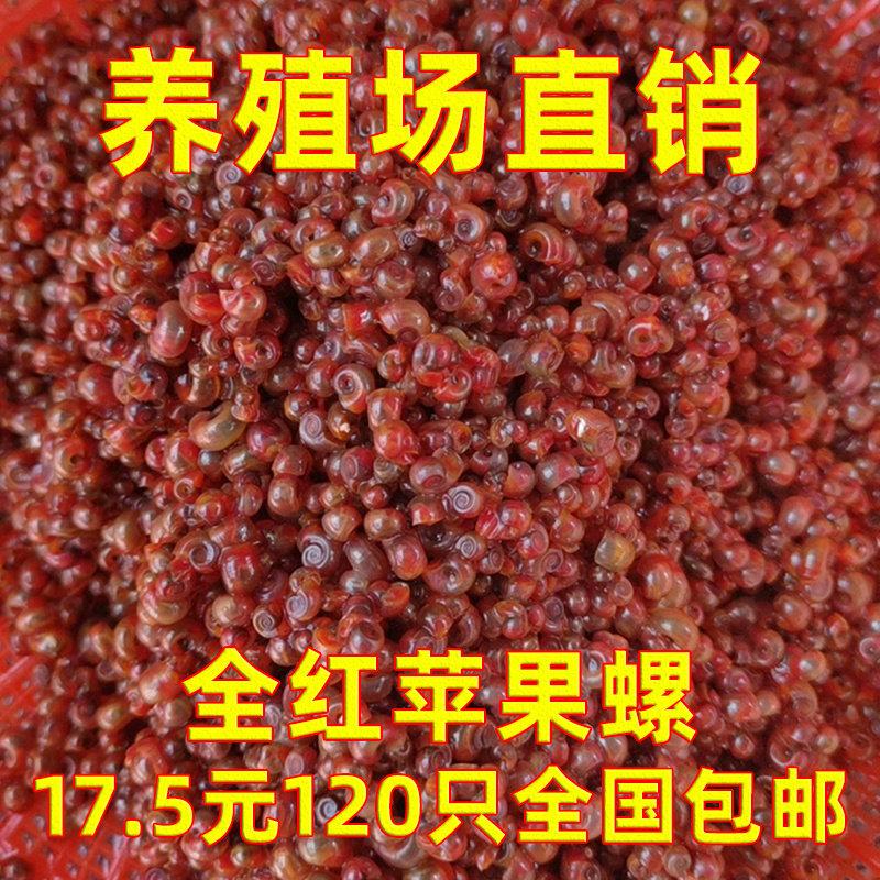 全红苹果螺观赏螺大号除藻螺黄金螺狗头鱼观赏龟活体饲料清洁包邮