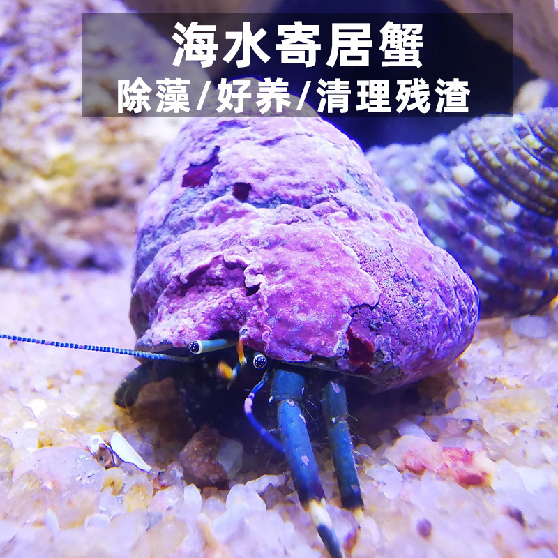 海水寄居蟹活体海缸清洁蓝脚寄居蟹除藻观赏海水生物翻砂好养易活