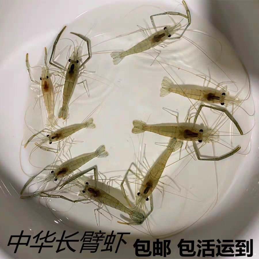 中华长臂虾大河虾冷水虾除藻虾观赏虾黑壳虾工具虾大眼贼花腰虾
