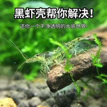 水族观赏虾黑壳虾鱼缸清理虾活体饲料钓鱼草缸清洁虾吃屎虾垂钓