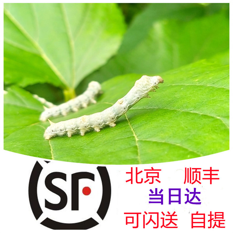 新鲜桑叶蚕宝宝饲料小蚕现摘嫩叶桑树叶喂蚕叶养蚕专用不打药顺丰