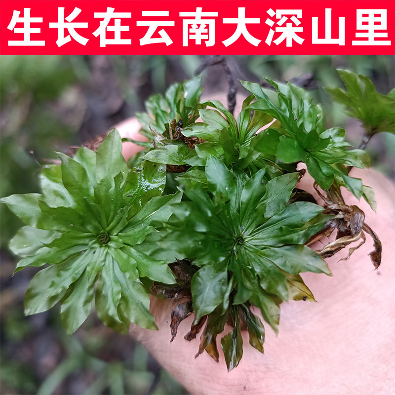 回心草中药材云南回心草野生新鲜晒干大叶藓铁脚一把伞茴心草功效