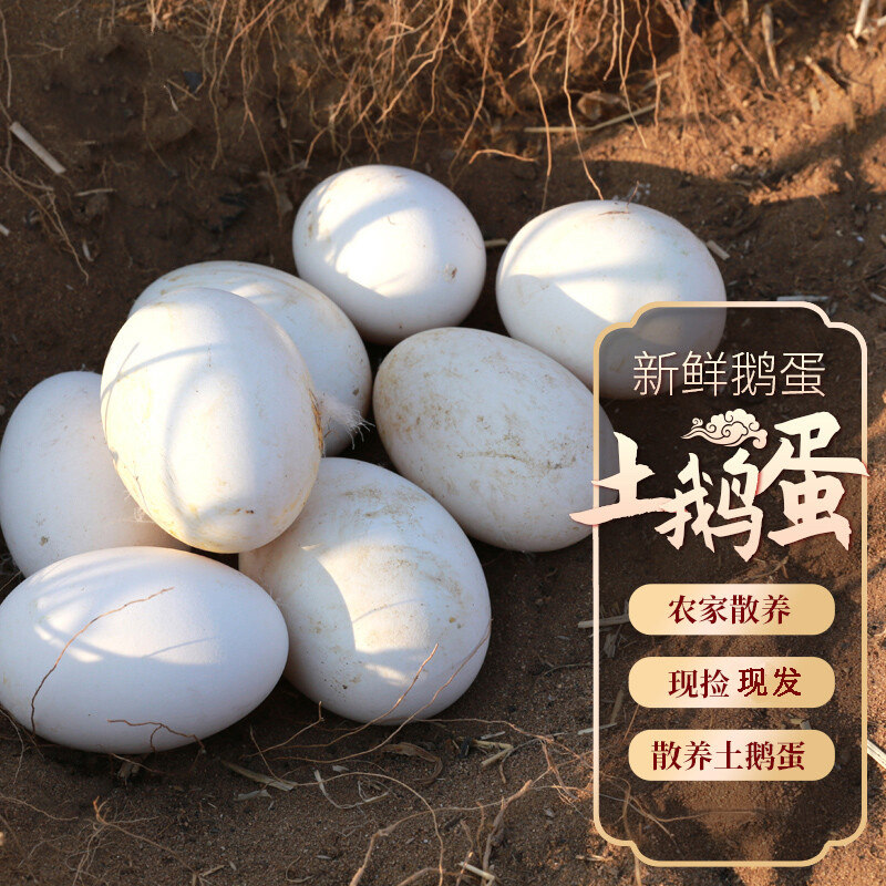 农家土鹅蛋笨鹅蛋现捡现发新鲜营养孕妇健康早餐