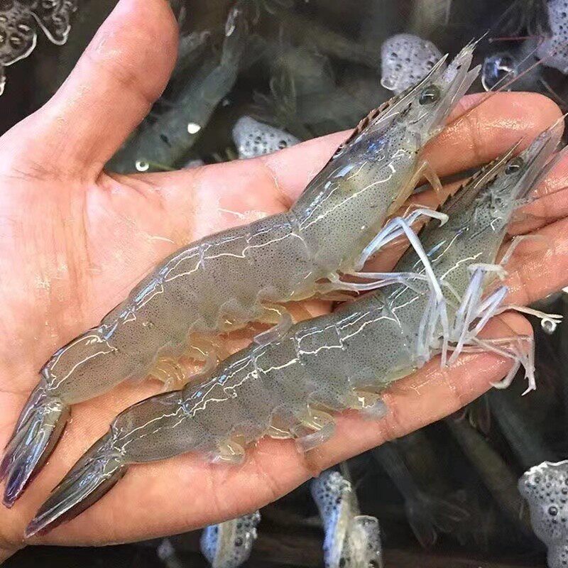 东山岛海鲜白对虾基围虾 青虾新鲜海虾 海捕大虾冷冻明虾包邮