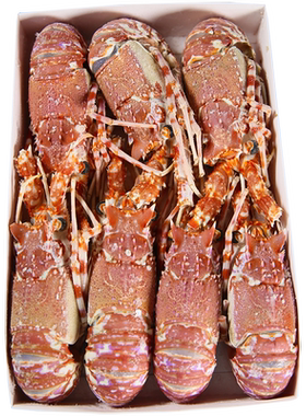 莫桑比克玫瑰龙 可生食1.5kg/盒 日料刺身冷冻海鲜非大红龙虾鳌虾