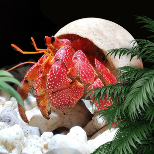 萌宠陆生寄居蟹活体～易好养淡水观赏蟹懒人宠物螃蟹草莓顺丰包活