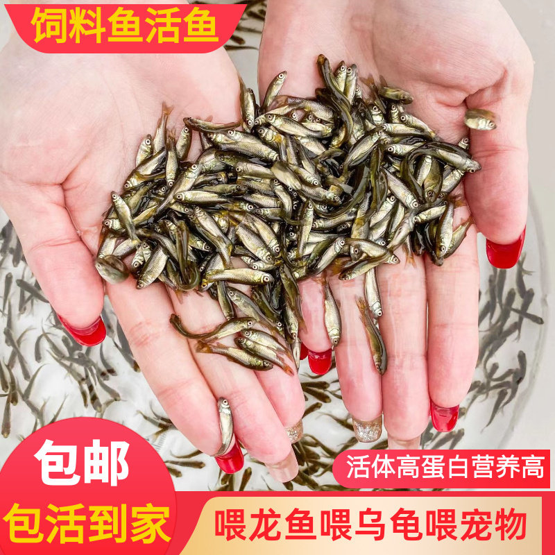 饲料鱼活鱼饲料鱼苗鱼食小鲫鱼小鱼