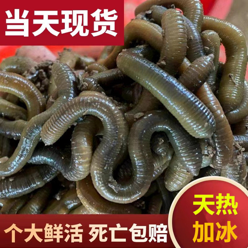 活饵蚯蚓鱼饵黑蚯蚓活体青蚯蚓钓活饵/谷麦饵等饵料