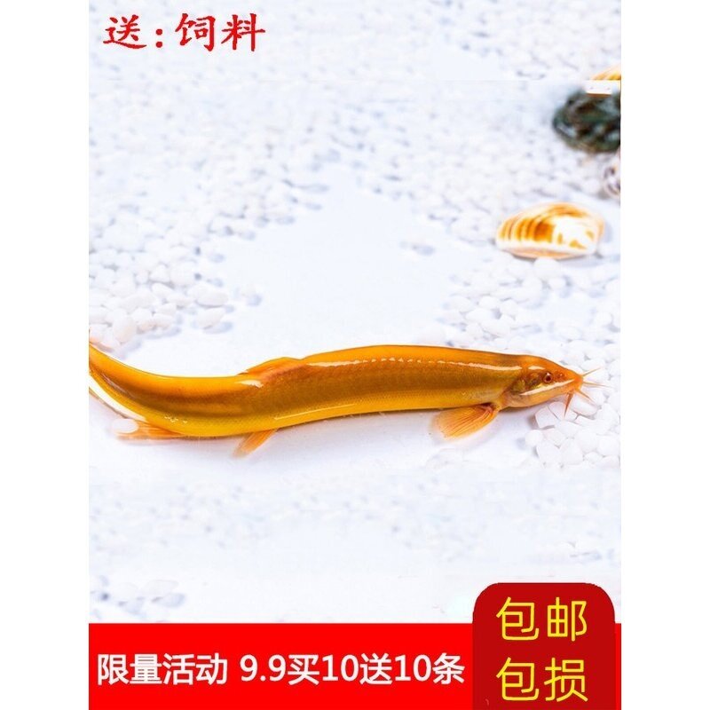 观赏黄金鳅小金龙泥鳅鲜活体冷淡鱼