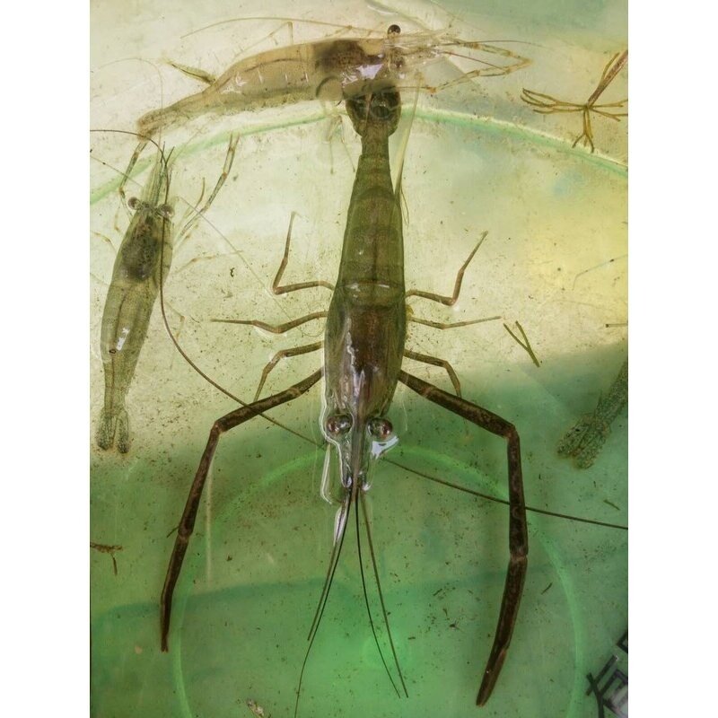 中华长臂虾大河虾冷水虾除藻虾观赏虾冷水虾工具虾满额包邮