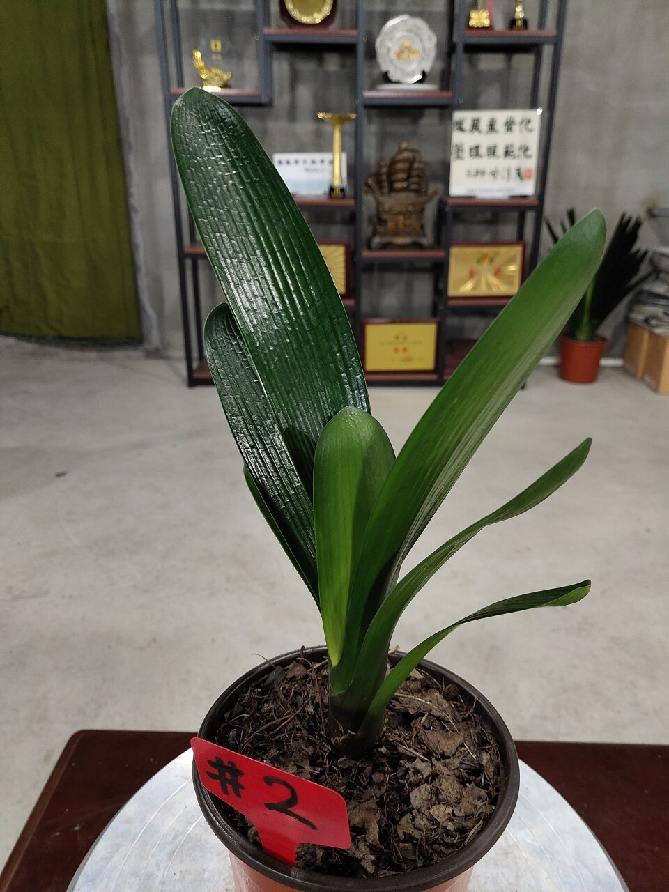 长春鞍山精品国兰君子兰花苗种家庭阳台花卉绿植盆景包邮甩卖