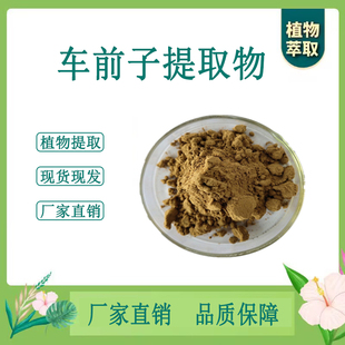 车前子提取物 车前实浓缩粉 另有车前草木通石韦 100g袋散装新货