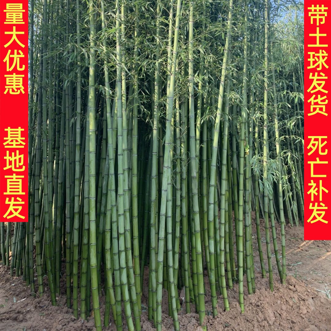 四季常青竹子苗庭院观赏植物盆栽四季常青耐寒紫竹青翠竹绿化苗木
