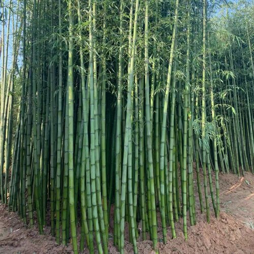 竹子苗庭院植物北方耐寒紫竹苗罗汉竹毛竹盆栽户外风景四季青竹苗