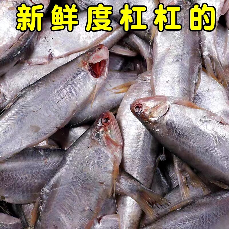 连云港新鲜黄鲫子鱼 黄鲫鱼 黄尖鱼 毛扣鱼烤子鱼海鲜3斤顺丰包邮