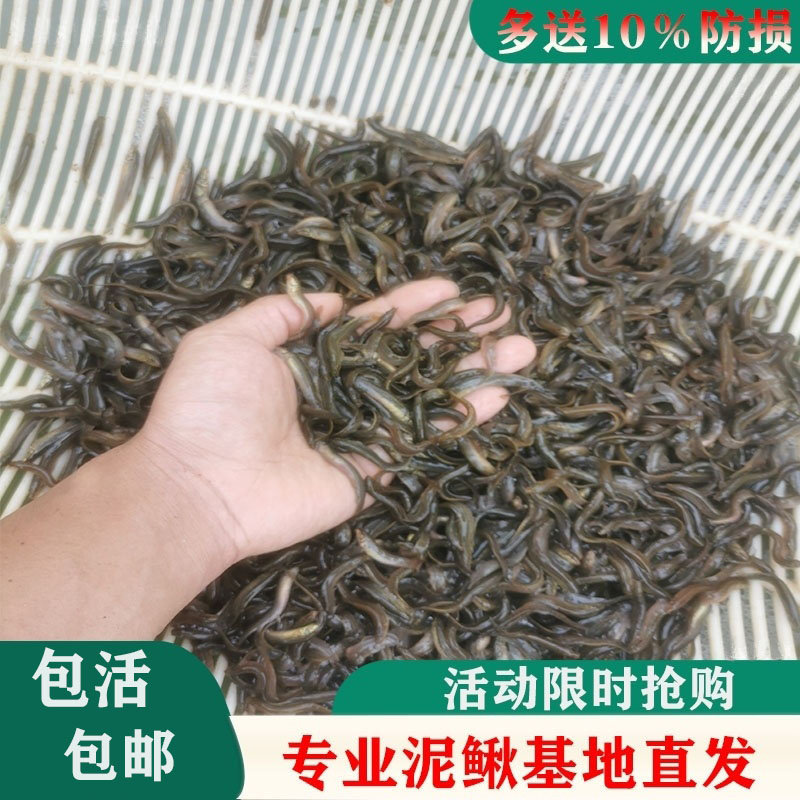 台湾泥鳅苗养殖本地黄金鳅饲料鲜鱼
