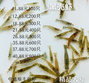 黑壳虾除藻虾观赏虾草缸活体乌龟鱼食蓝宝石虾樱花虾集火螃蟹汽水