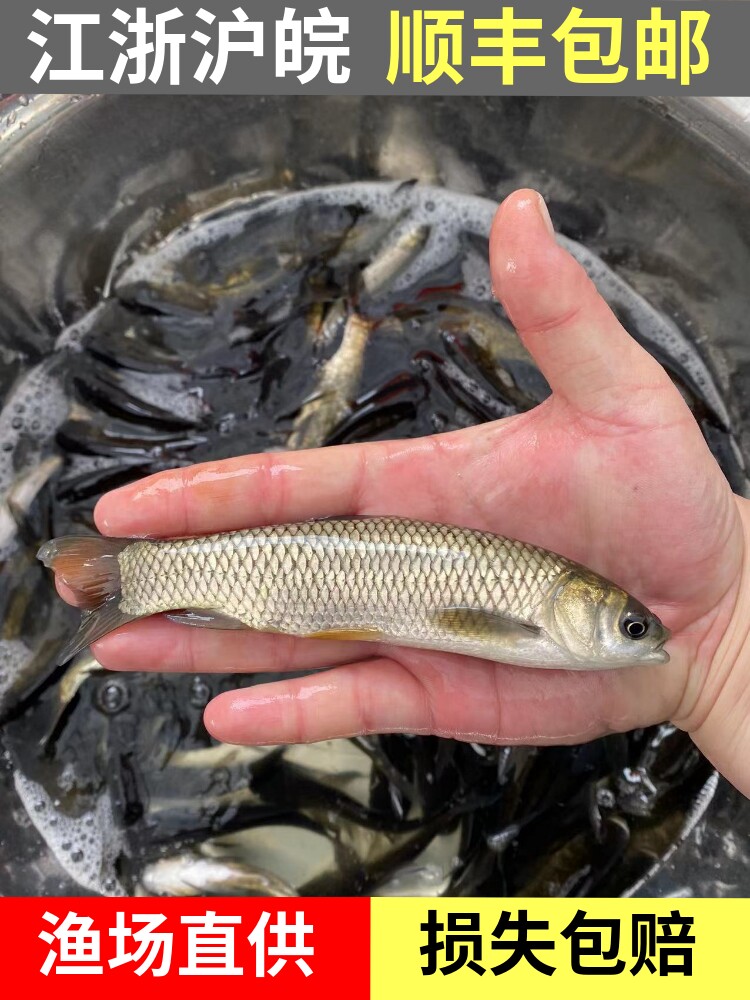 草鱼苗淡水养殖活体食用鱼苗草皖鱼特大半斤草鱼苗黑皖鱼四大家鱼