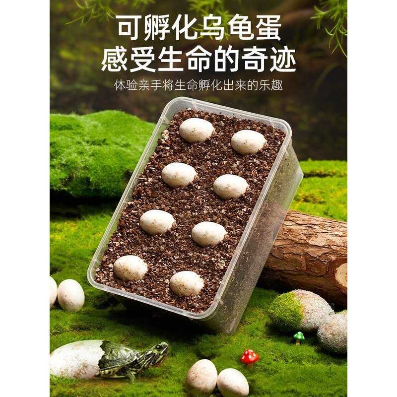 乌龟蛋可孵化小宠物草龟巴西龟活物孵化器箱乌龟缸儿童DIY套装盒