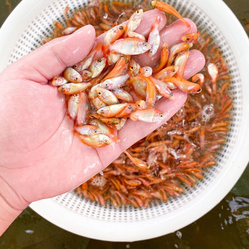 红罗非鱼苗彩虹雕鱼苗红福寿鱼苗红腊鱼苗红色非洲鲫鱼苗淡水养殖